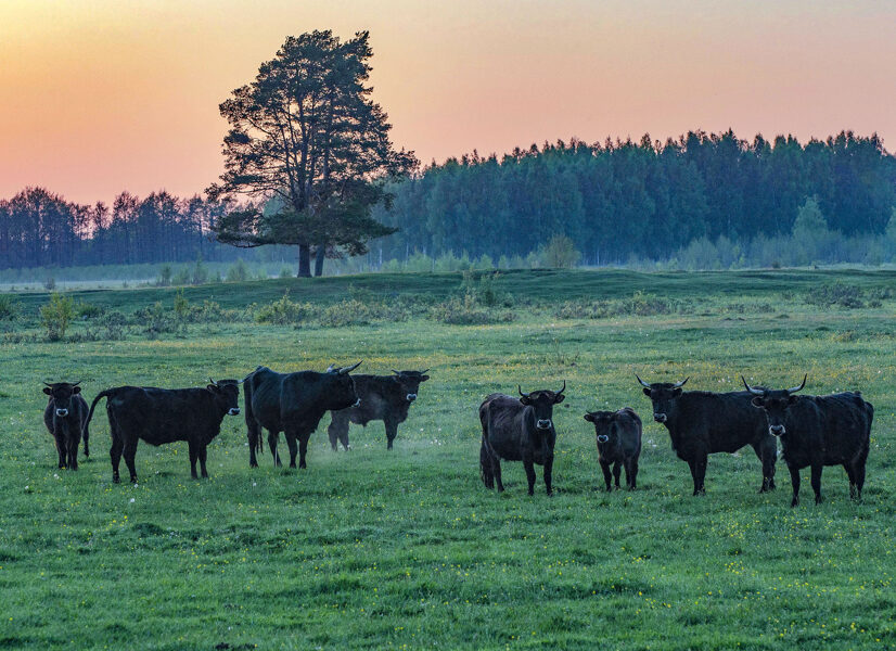 Papės gamtos parkas