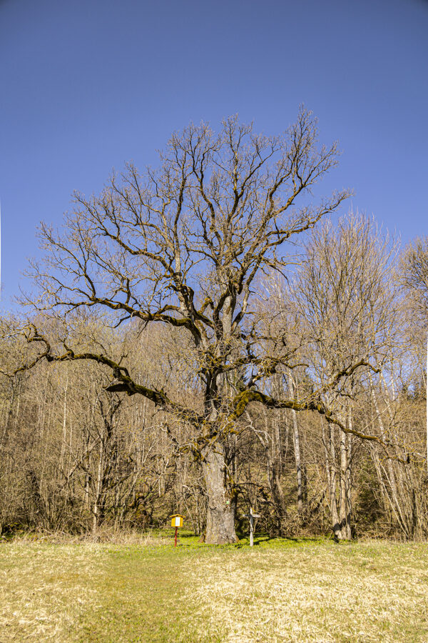 The Oak of Indulis and Ārija
