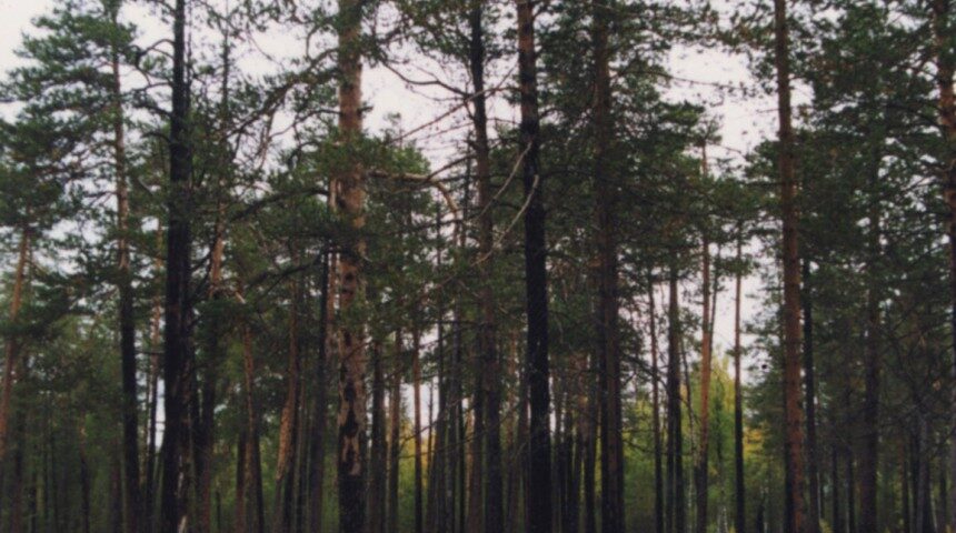 Pieturvieta- Priežu mežs