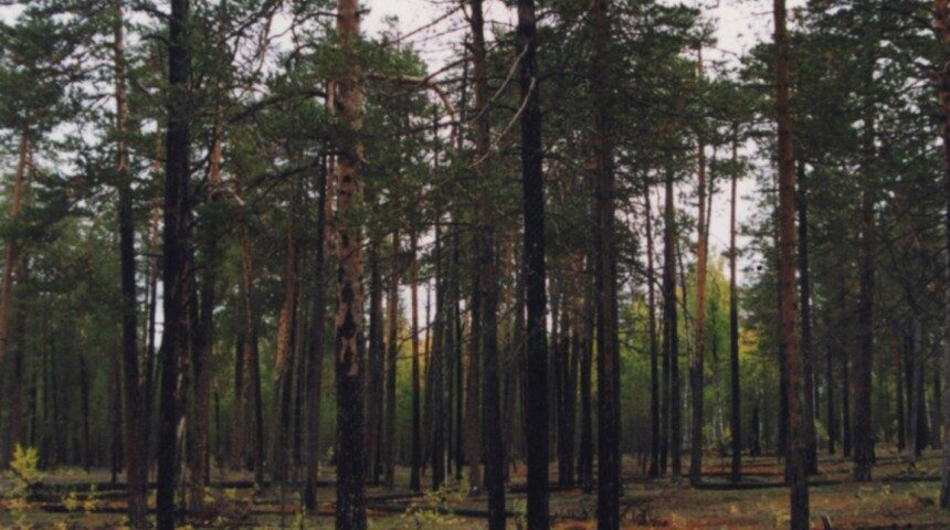 Pieturvieta- Priežu mežs