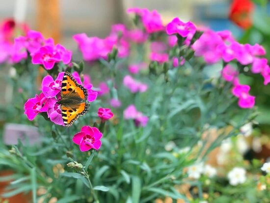 Aizputes dārzniecība 