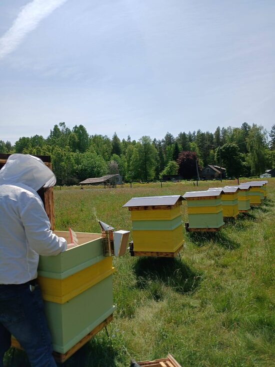 Īres bišu drava Grīņu rezervāta “Graudiņos”