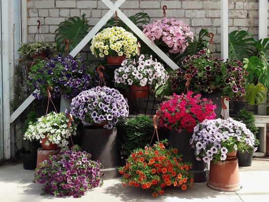 Grobiņas dārzniecība