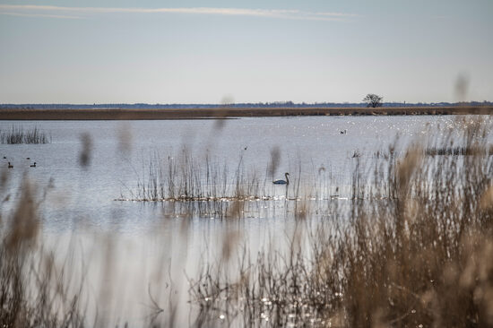Liepājas ezera rietumu krasts