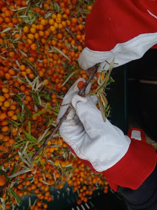 Bioloģiskā saimniecība “Strantes dārzi”