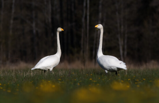List of Birds of Latvia