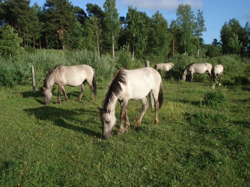 Wild horses, Farm “Lauras”