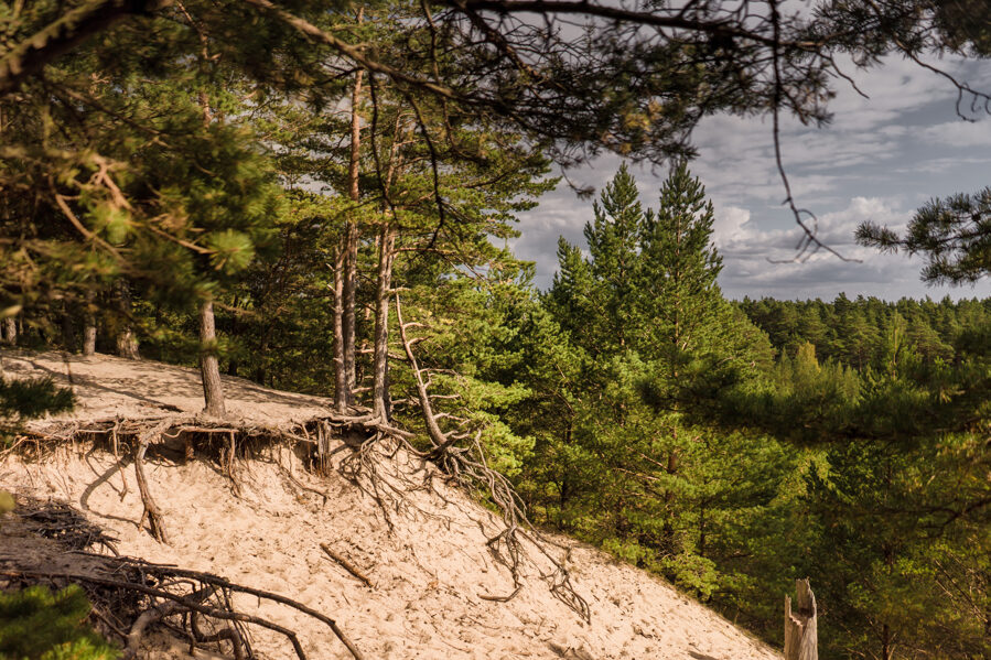 Pūsēnu kalna pastaigu taka