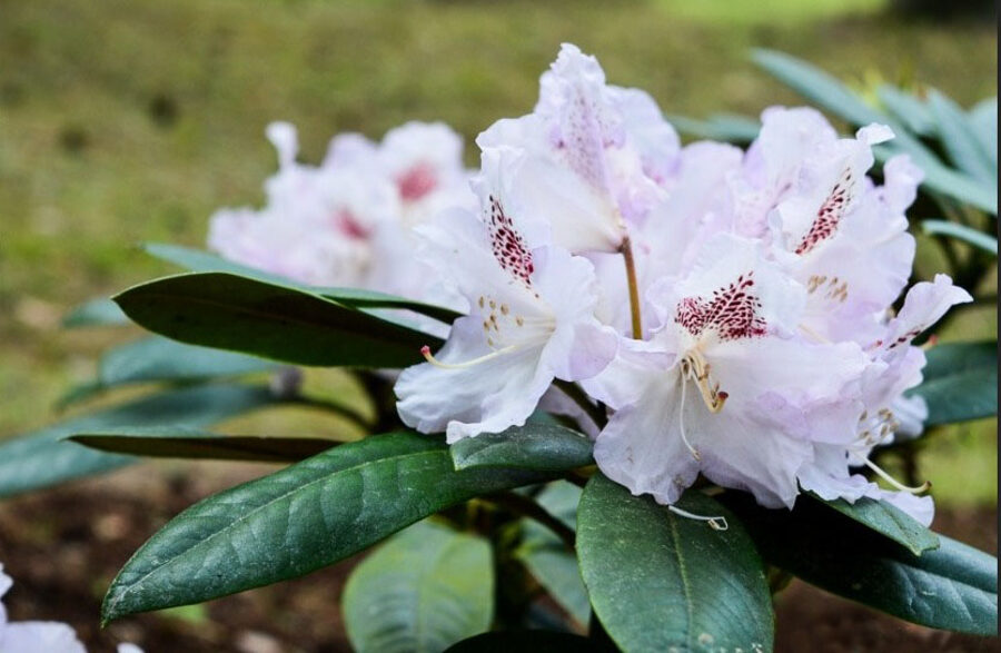 Rhododendron Garden in Cīrava