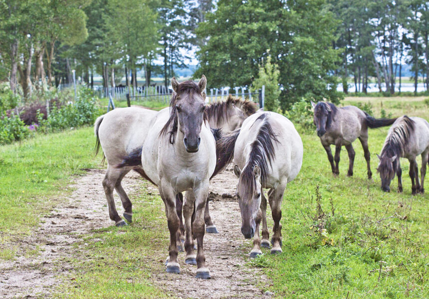 Wild horse and taurus pastures