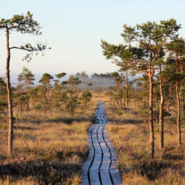 Nature trail in Dunika bog