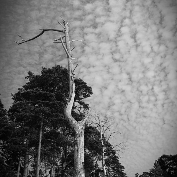 Bernāti - Kārlis Paegle