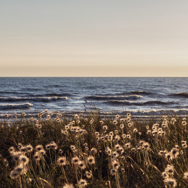 Bernāti - Daina Bramberga