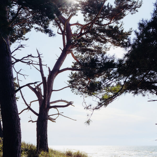 Bernāti - Asnāte Paegle