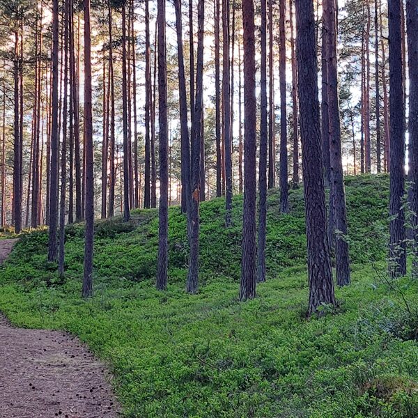 Bernātu mežs - Diāna Ansule