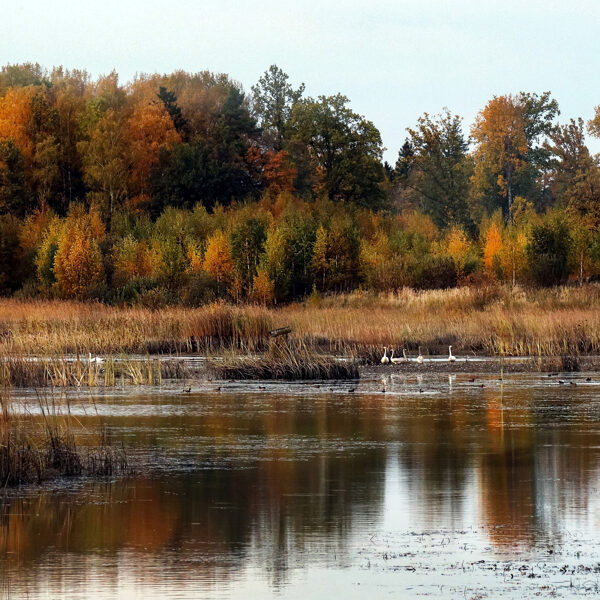 Dīķis Aizputes pagastā - Dina Kopštāle