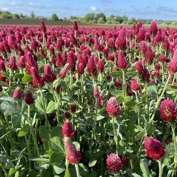 Dunalkas pagasts - Rita Vaivare