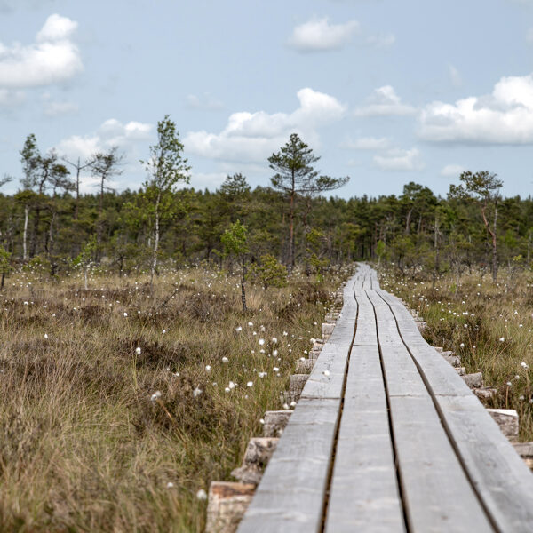 Dunikas purva taka - Sniedze Druvaskalne