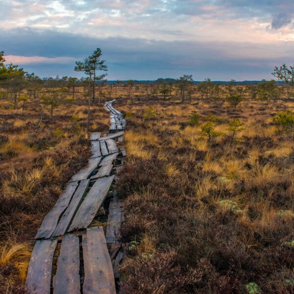Jānis Skaldis "Saullēkts Dunikas purviņā" Dunikas purvs
