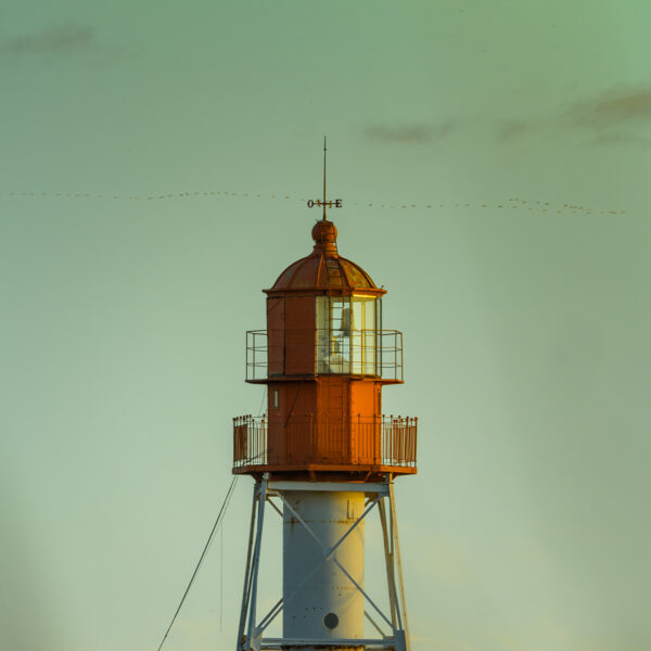 Kārlis Volkovskis "Papes bāka ar gājputniem" Papes bāka