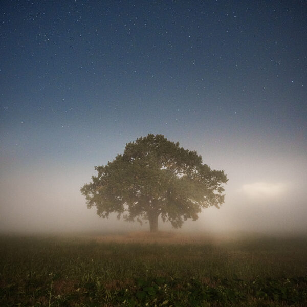 Kārlis Volkovskis "Ozols miglā" Ālande