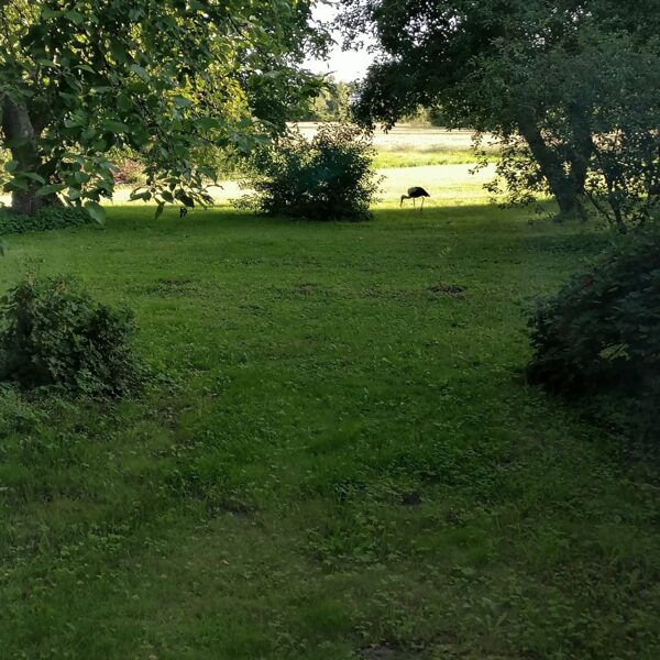 Baiba Verbele "Jau jūlijs" Nīca