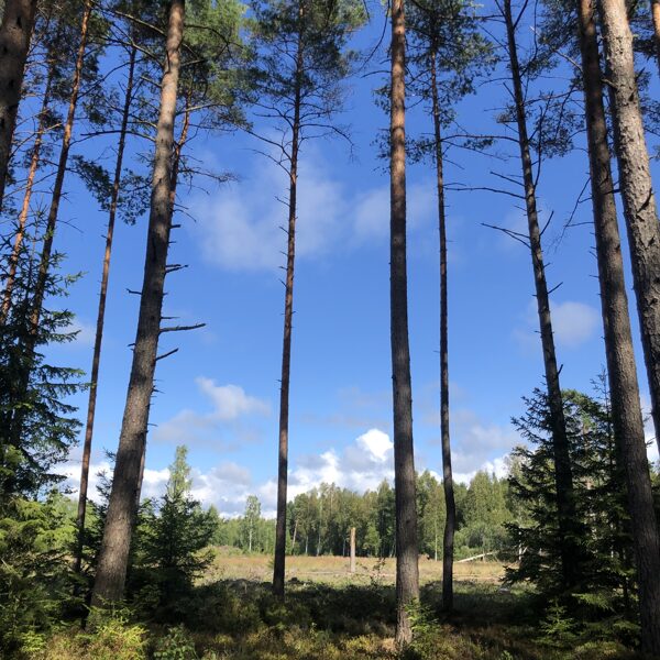 Elvita Uzare "Meža burvība" Ulmale