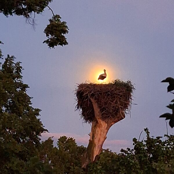 Intars Mellums "Kad stārķis izdēj zelta olu" Priekules, Baznīcas iela