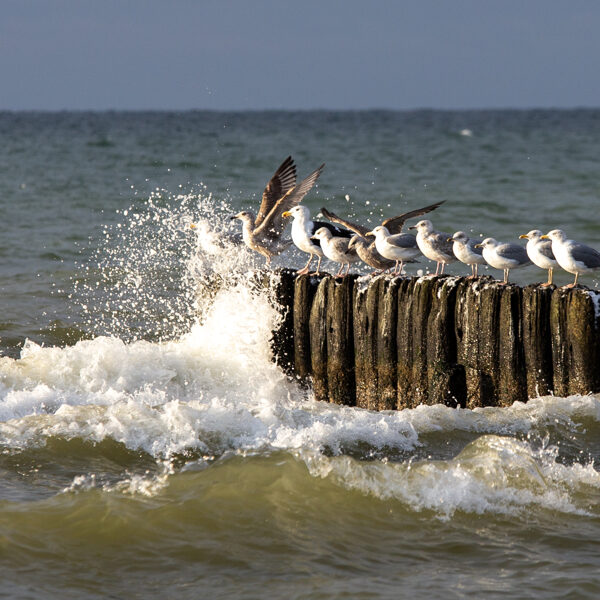 Terēze Štube "Sapulce" Jūrmalciems