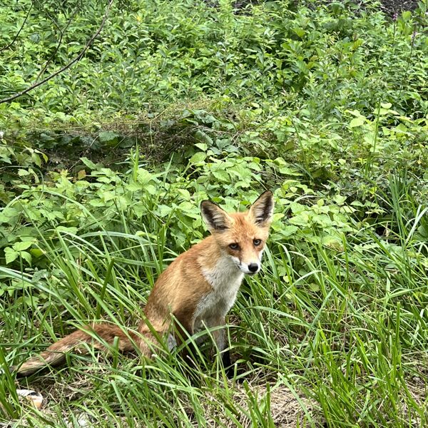 Egija Riežniece "Drosmīgais lapsēns" Medzes pag. Šķēde
