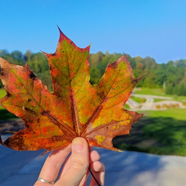 Guntis Siksna "Lielbātas avota krāšņās lapas" Pie Lielbātas avota