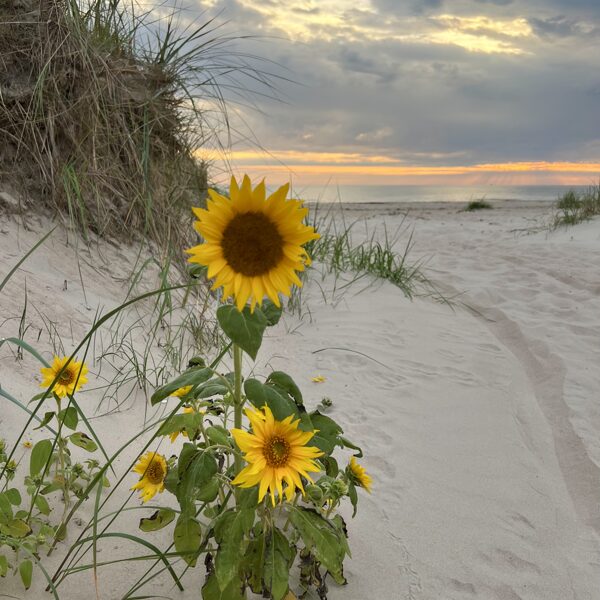 Egija Riežniece "Saulespuķes jūrā" Ceļa podmus pirms Liepājas robežas nākot no Bernātiem