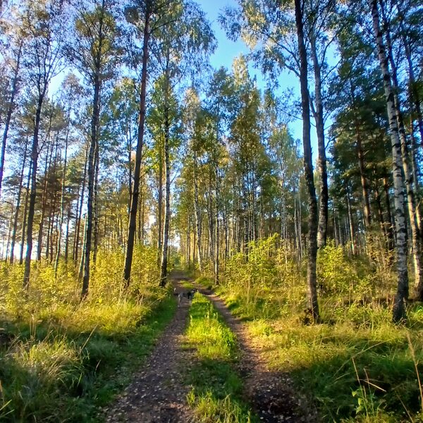 Ainars Brēdiķis "Rudens" Ziemupe " Rubeņi"