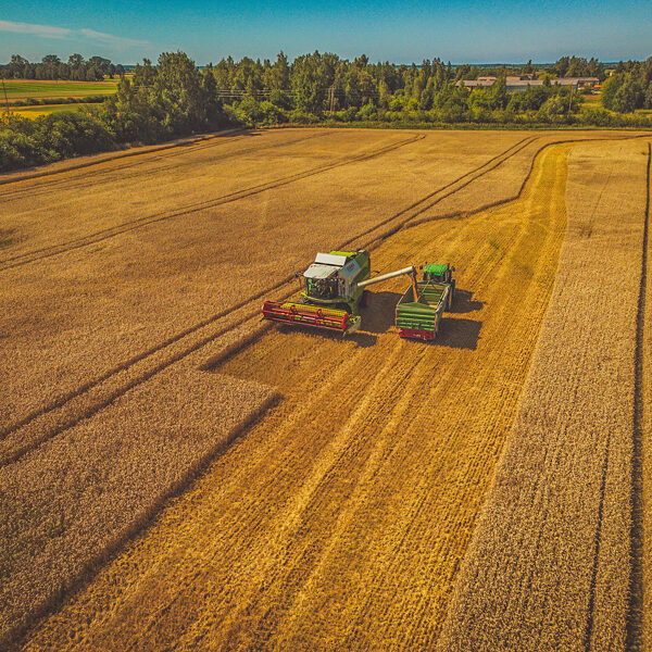 Māris Ankevics "Ražas laiks" Rude