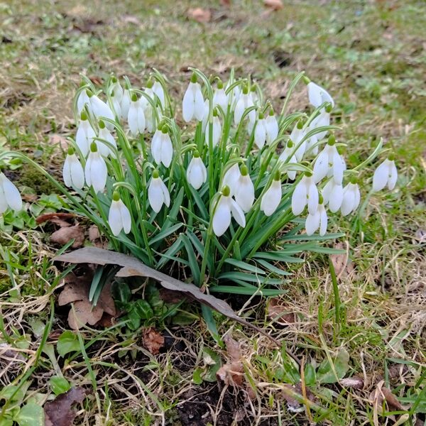 Mārīte Siksna "Ziedošais laiks" Priekule/Saulaine