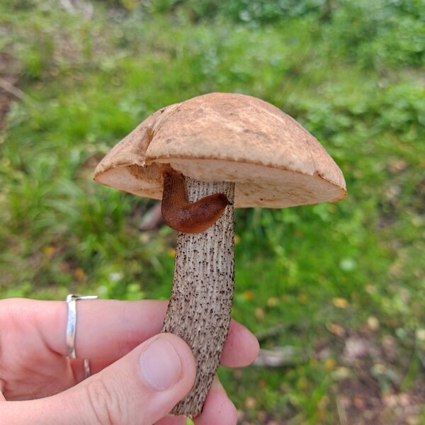 Mārīte Siksna "Sēnes ciemiņš klauvē pie durvīm" Mazgramzda/Gramzda