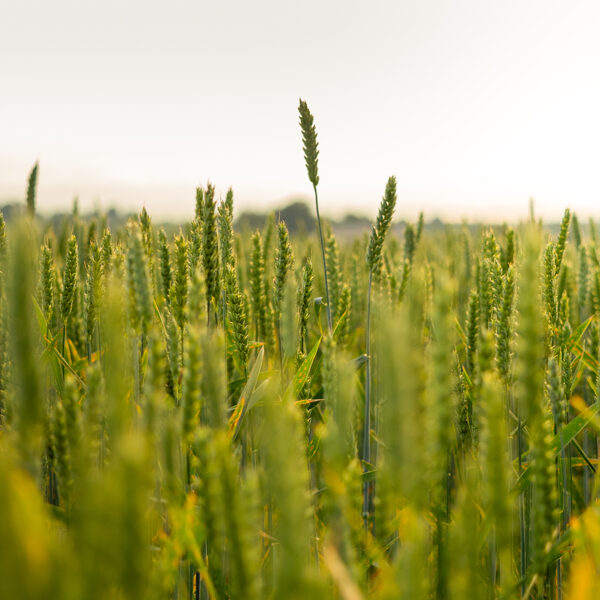 Matīss Kačanovs "Zaļais Lauks" Pie Durbes Ezera.