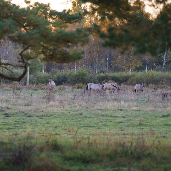 Elīna Jauniņa "Savvaļa" Papes savvaļas zirgi