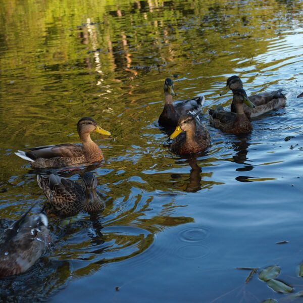 Aleksandra Elizabete Čekstere "Vakariņu laiks" Rojas upe