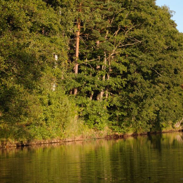 Aleksandra Elizabete Čekstere "Rojas upe" Rojas upē