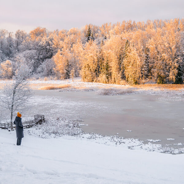 Toms Bokums "Kad saule koku galus skar" Volzbahs, Vaiņode