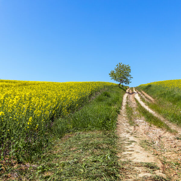 Simona Stalidzāne "Ceļš" Vecpils