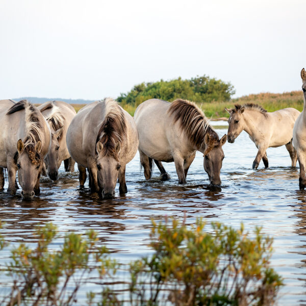 Simona Stalidzāne "Rīta pelde" Papes ezers
