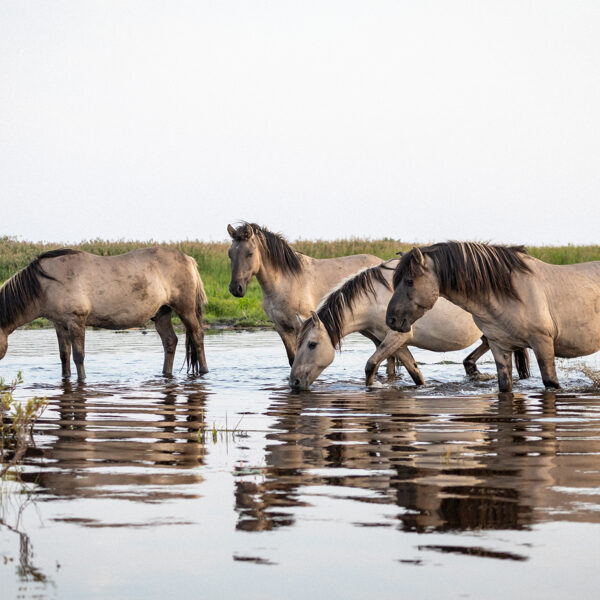 Simona Stalidzāne "Rīts" Papes ezers
