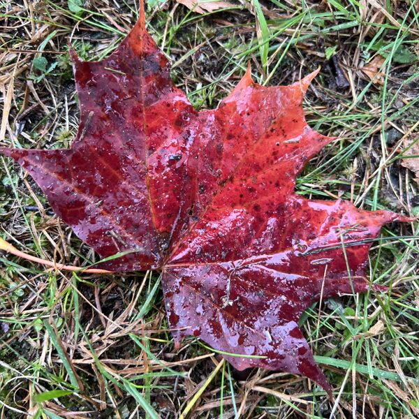 Egija Riežniece "Rudens vēstnesis" Atpūtas bāze Ods