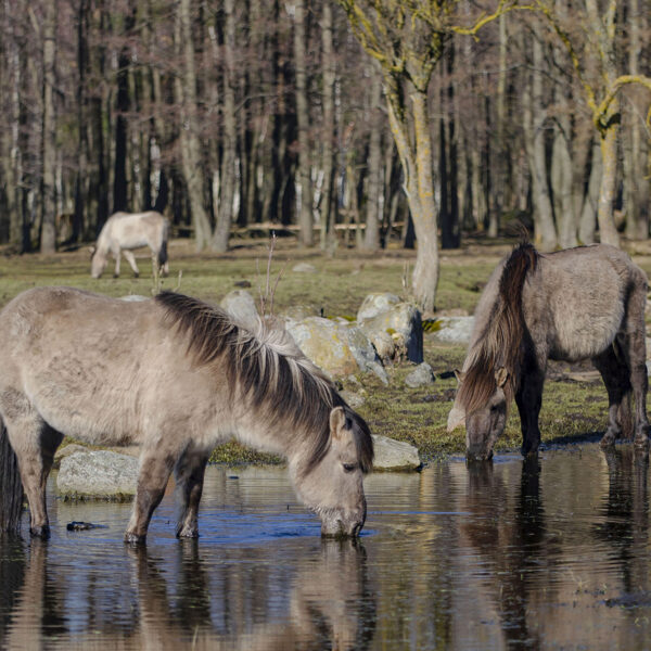 Sniedze Druvaskalne "Savvaļas zirgi" Papes dabas parks