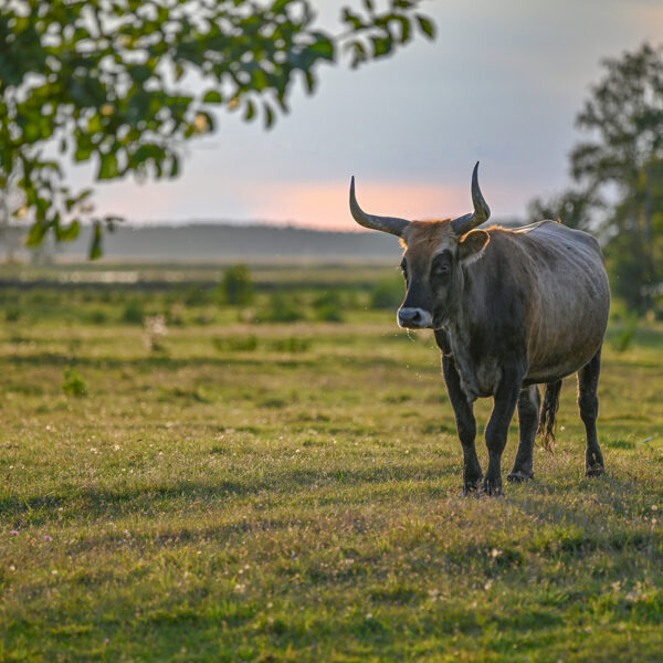 Sniedze Druvaskalne "Papes dabas parkā" Papes dabas parks