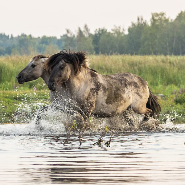Terēze Štube "Rīta pelde" Papes dabas parks
