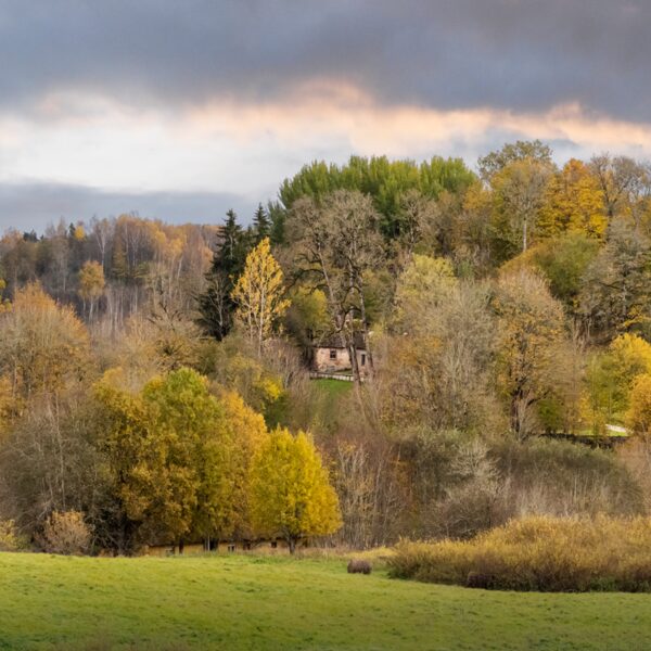 Svetlana Sorokina "Logs" Embūte