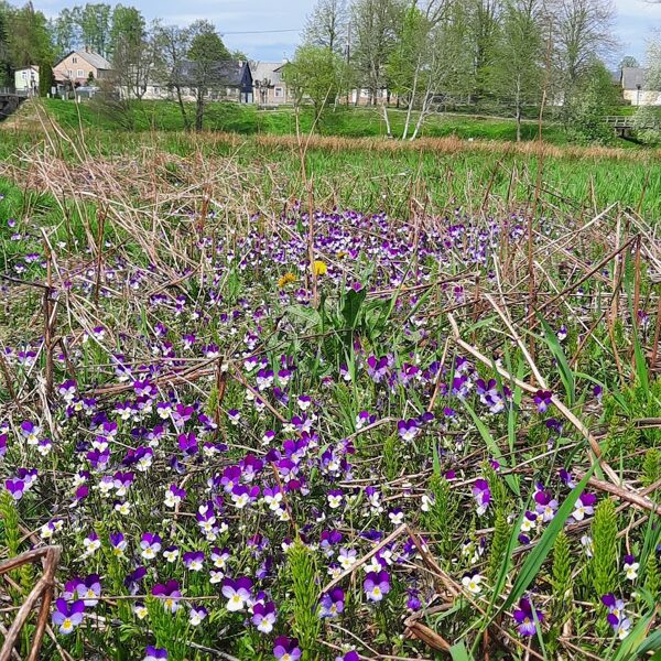 Ilona Ruskule "...kad Zeme zied" Pāvilosta